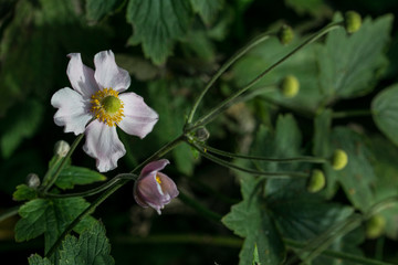 primo piano di fiori di anemone hupehensis