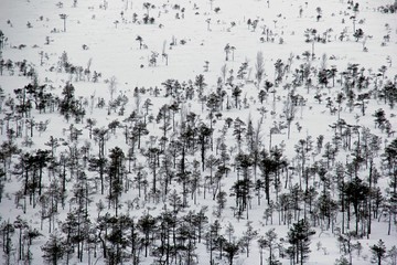 The snow covered lonely naked trees in swamp area. Winter time. Graphic tree winter background.