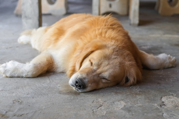 Naklejka na ściany i meble Dog Golden Retriever is happily lying on the cement floor.