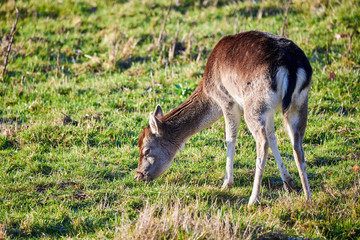 Beautiful Deer Eating Grass in the Morning