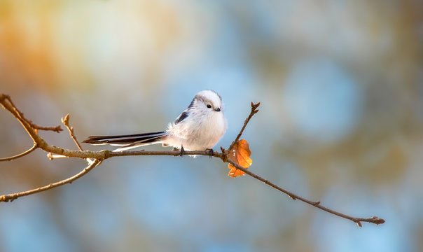 Long-tailed tit aegithalos caudatus sitting on branch of tree. Cute little fluffy bird in wildlife.