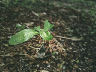 young plant in soil
