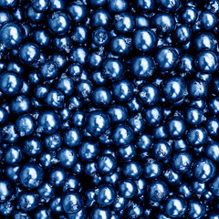 Black currant toned in blue. Top view. Heap of black currant close up backgraund. Summer berries.
