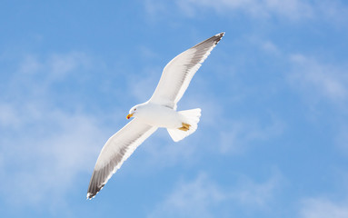 Kelp Gull in Antarctica 