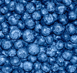 Heap of blueberry close up background. Summer berries. Fresh blueberry long poster panoramic background.
