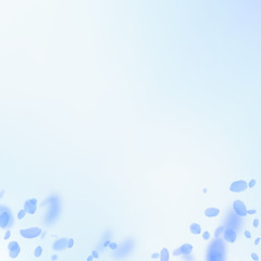 Dark blue flower petals falling down. Radiant roma