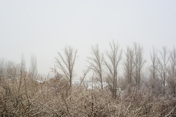 Winter urban frosty landscape - snow covered trees on foggy background