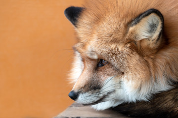 Close up of Cute orange and white fox muzzle close-up in the winter fur on orange color background