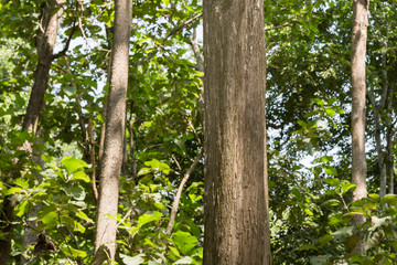 Fototapeta premium Teak tree in the forest naturally