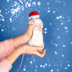 Female hands hold a funny gray rat in Santa Claus red hat on blue background and Golden sparkles