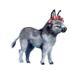 Cute watercolor donkey on the white background