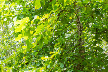 Fototapeta na wymiar Low angle view of Teakwood tree branch and leaf as background beautiful