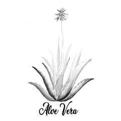 Aloe Vera Plant, Art, Illustration