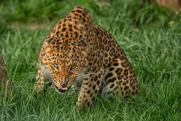 Fototapeta premium North Chinese Leopard