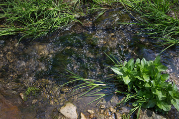 Stream in the forest.