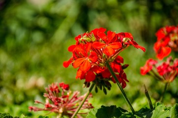 Fototapeta premium Red geranium flower in the summer garden