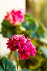 Lovely pink Pelargonium Geranium flowers, close up