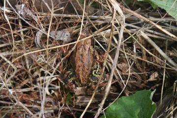 Natural still life with a frog hiding in colorful grass