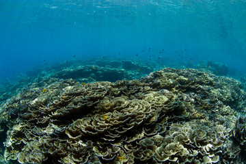 Fototapeta na wymiar A lot of hard corals in clear blue ocean. Underwater world of Bali.