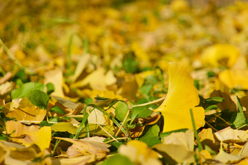 金色に輝くイチョウの絨毯 代々木公園