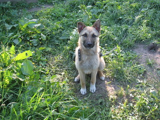 Naklejka na ściany i meble Puppy full face with collar and chain sitting on the ground with green grass