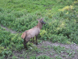 Maral stands on the ground with young grass