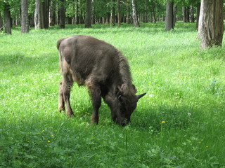 Young bison eats grass in the birch forest in summer