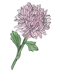 Watercolor drawing lilac chrysanthemum flower with leaves