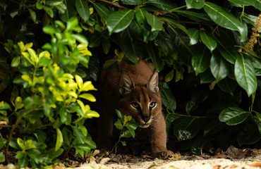 Caracal