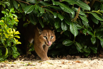 Caracal