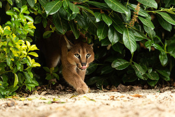 Caracal