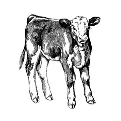 graphics illustration farm animals cow Hereford calf - obrazy, fototapety, plakaty
