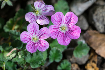 fiori isolati di erodium variabile