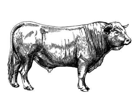 graphics illustration farm animals Obrak bull maker