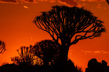 Quiver Tree Forest in sunset
