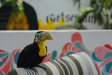 Bunter Vogel - Tukan © Daniela Kohler