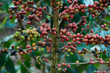 Organic red coffee cherries beans on the branch of coffee plant before harvesting.