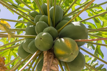 View of papaya tree with detailed growing papayas, typically tropical tree