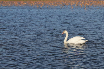 Swan in the Lake Teganuma, Chiba, Japan