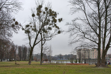 beautiful green park in winter