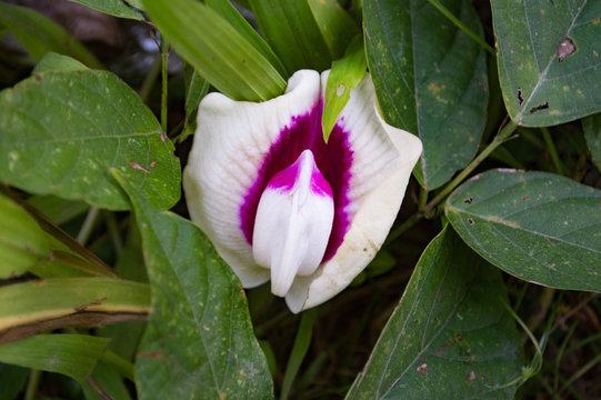 vagine flower