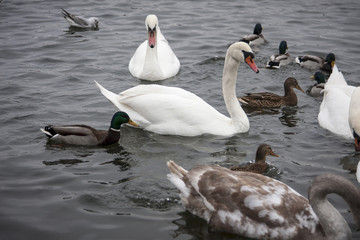 Swans swim in the pond