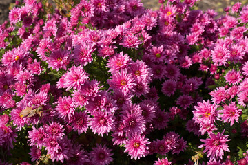 Fototapeta premium Pink flower Bush of chrysanthemums on a Sunny day. Summer and autumn season. Flower planting and gardening concept.