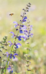 fiori di salvia pratense con ape