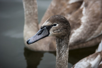 Swans swim in the pond