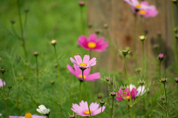 Obraz premium flowers in garden