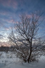 winter mountain landscape with snowy trees and snow