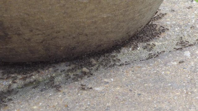 Zoom in real time of a swarm of black ants, lasius niger, on a UK garden patio