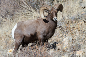 Colorado Rocky Mountain Bighorn Sheep