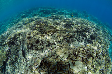 A lot of hard corals in clear blue ocean. Underwater world of Bali.